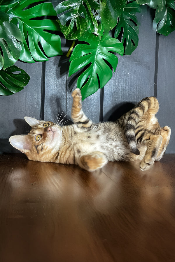 Neptune | Toyger Kitten