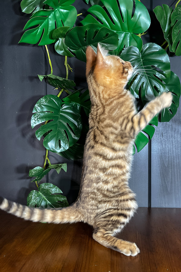 Neptune | Toyger Kitten