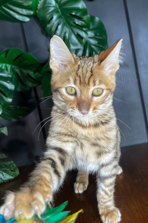 Neptune | Toyger Kitten