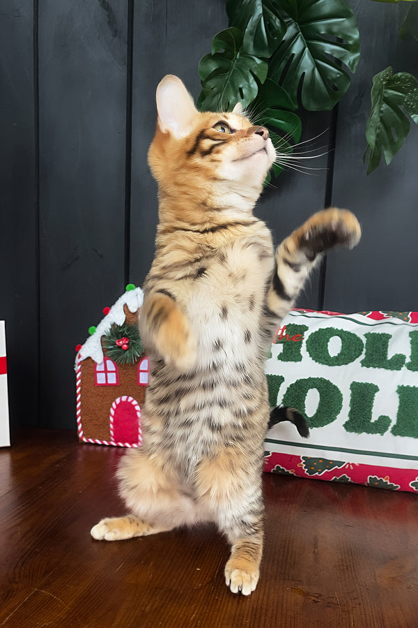 Neptune | Toyger Kitten