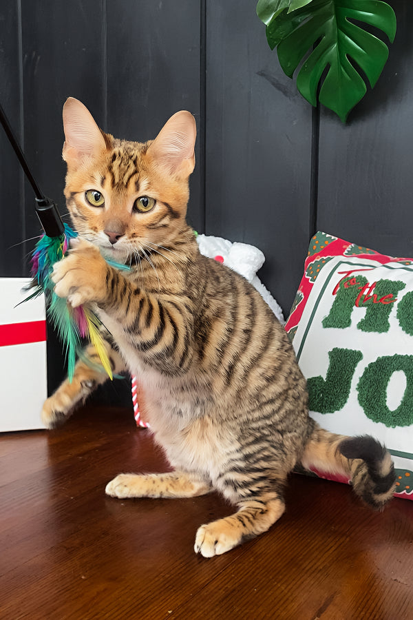 Neptune | Toyger Kitten