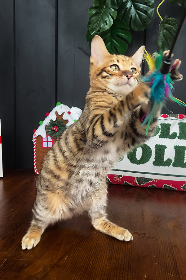 Neptune | Toyger Kitten