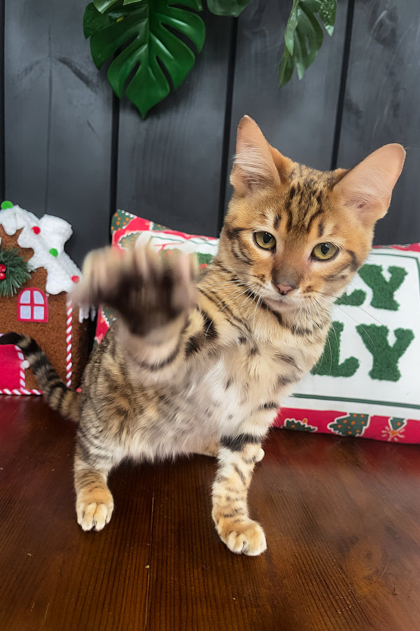 Neptune | Toyger Kitten