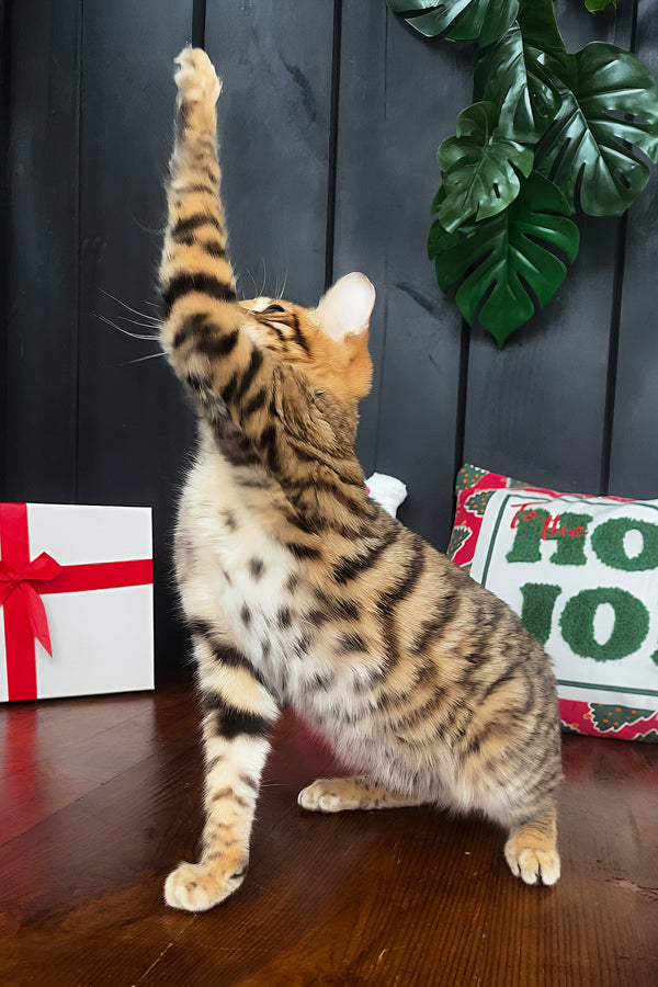 Neptune | Toyger Kitten