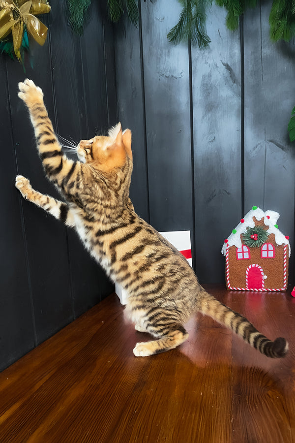 Neptune | Toyger Kitten