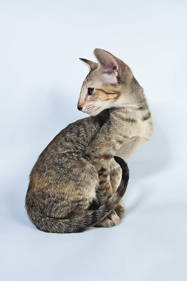 Nevada | Oriental Shorthair Kitten