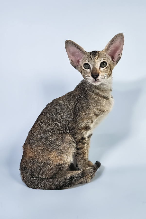 Nevada | Oriental Shorthair Kitten
