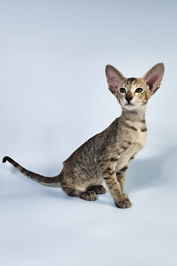 Nevada | Oriental Shorthair Kitten