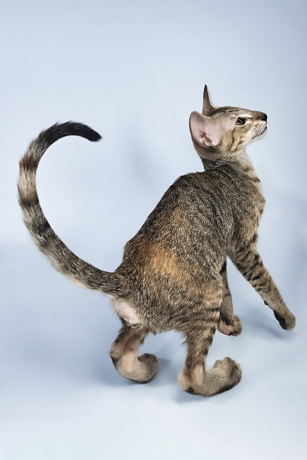 Nevada | Oriental Shorthair Kitten
