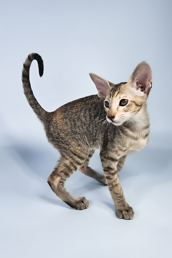 Nevada | Oriental Shorthair Kitten
