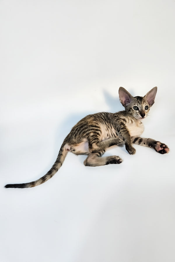 Nevada | Oriental Shorthair Kitten