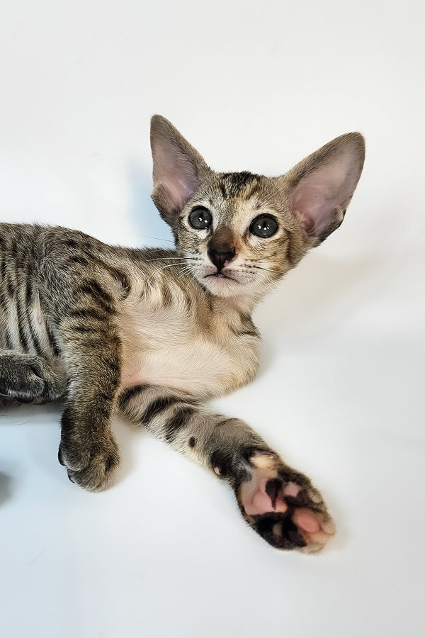 Nevada | Oriental Shorthair Kitten