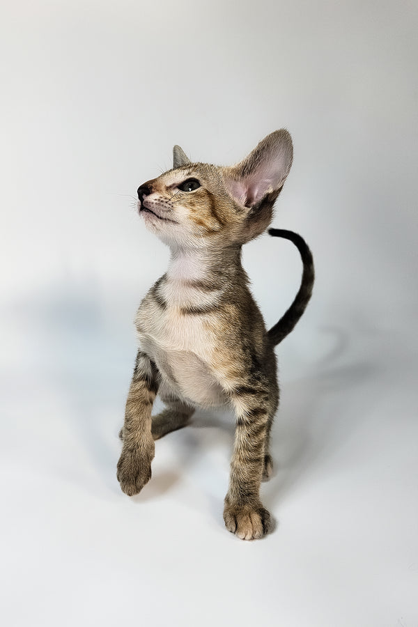 Nevada | Oriental Shorthair Kitten