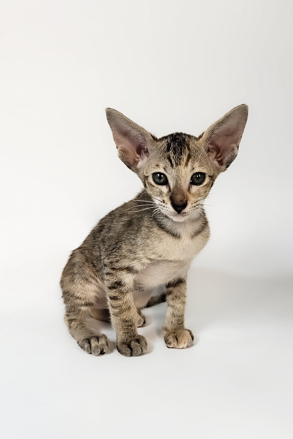 Nevada | Oriental Shorthair Kitten