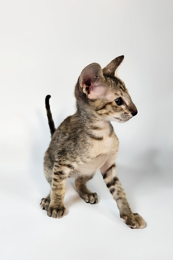Nevada | Oriental Shorthair Kitten