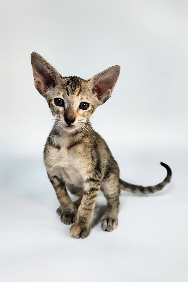 Nevada | Oriental Shorthair Kitten