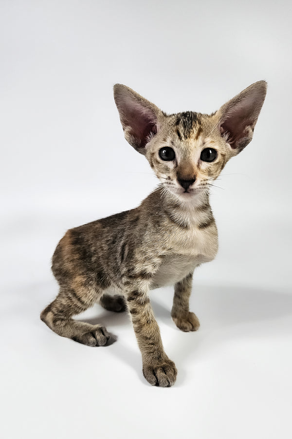 Nevada | Oriental Shorthair Kitten