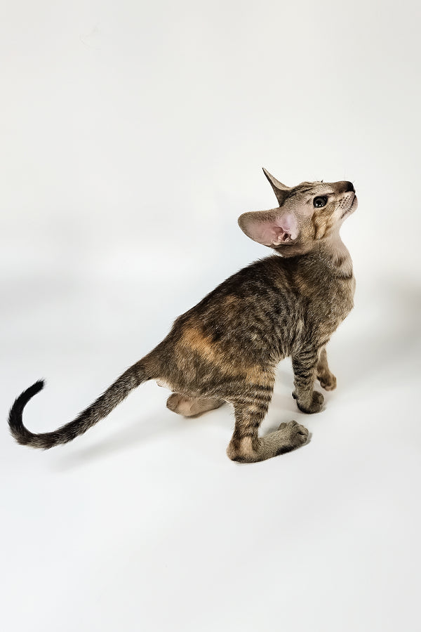 Nevada | Oriental Shorthair Kitten