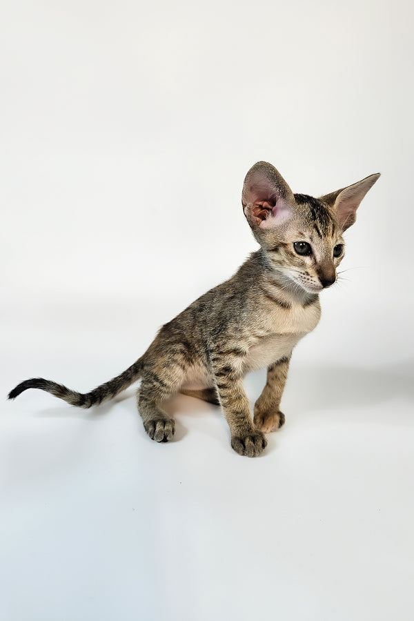 Nevada | Oriental Shorthair Kitten