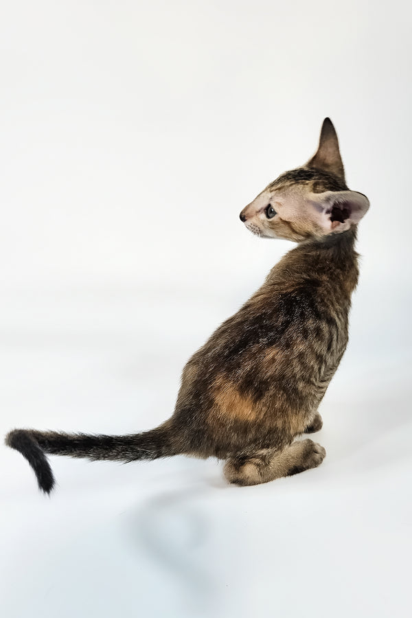 Nevada | Oriental Shorthair Kitten