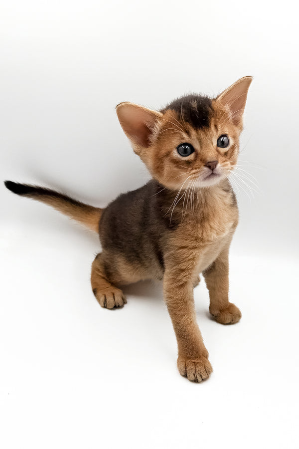 Nice | Abyssinian Kitten