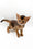 Nice | Abyssinian Kitten