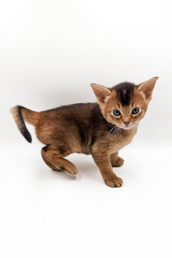Nice | Abyssinian Kitten