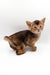Nice | Abyssinian Kitten