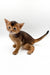 Nice | Abyssinian Kitten