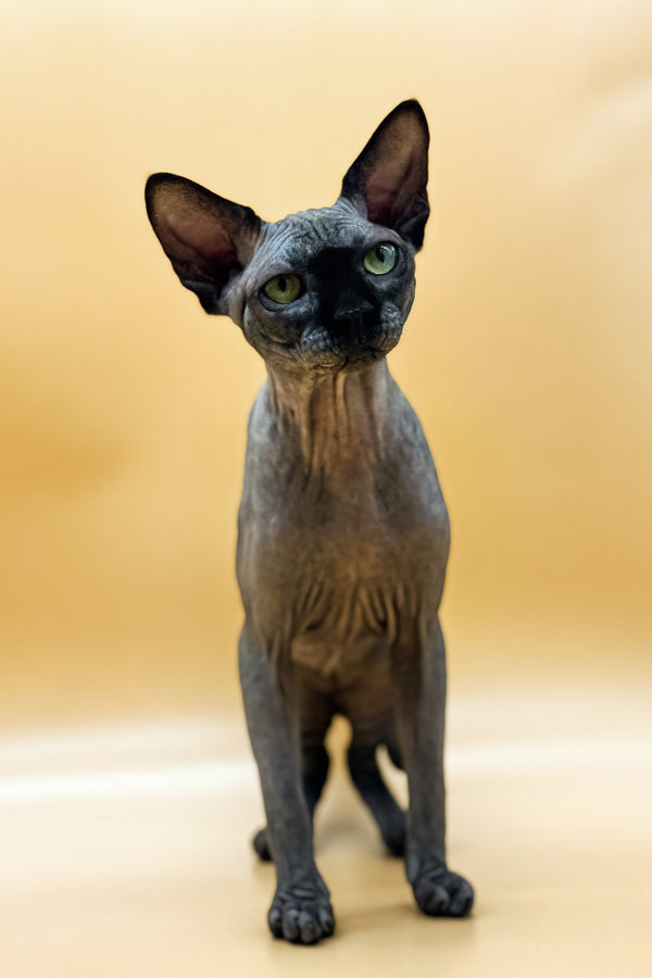 Nicholas | Canadian Sphynx Kitten
