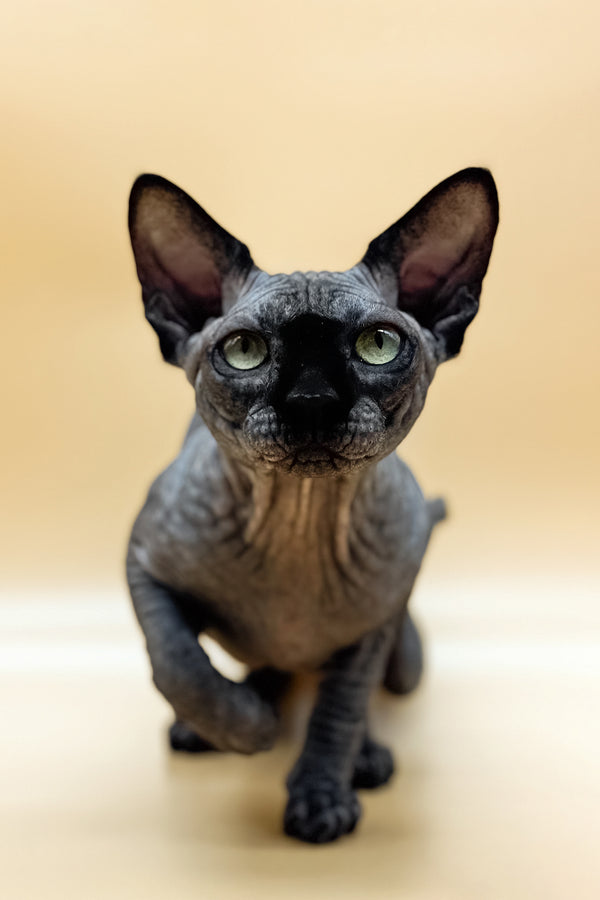 Nicholas | Canadian Sphynx Kitten