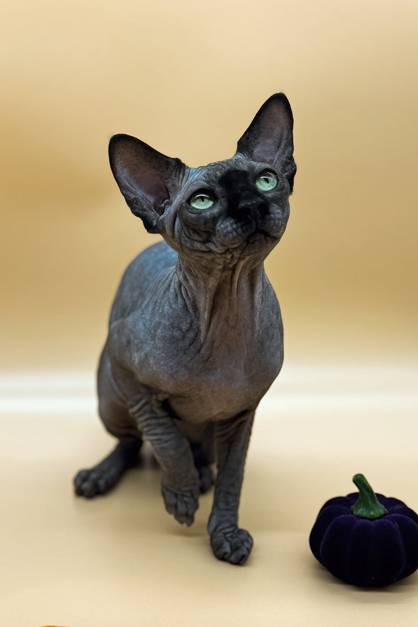 Nicholas | Canadian Sphynx Kitten