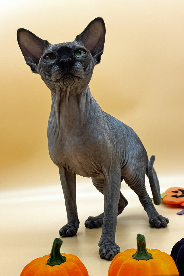 Nicholas | Canadian Sphynx Kitten