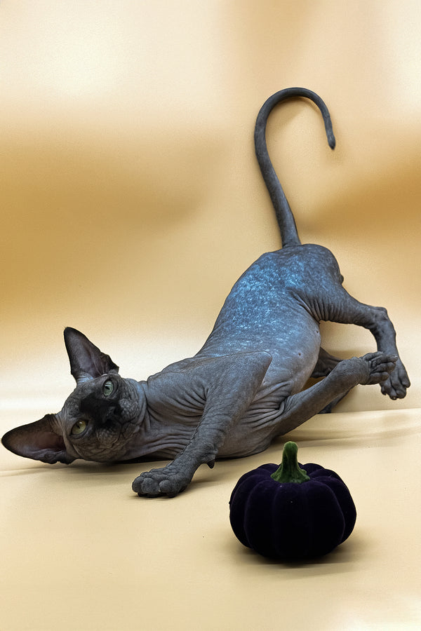 Nicholas | Canadian Sphynx Kitten