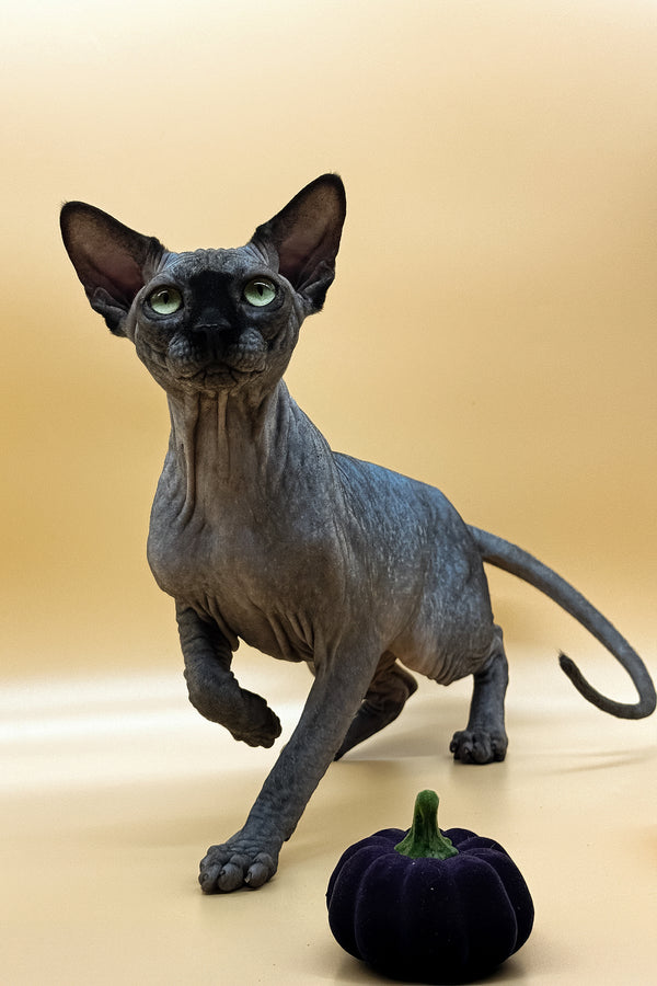 Nicholas | Canadian Sphynx Kitten