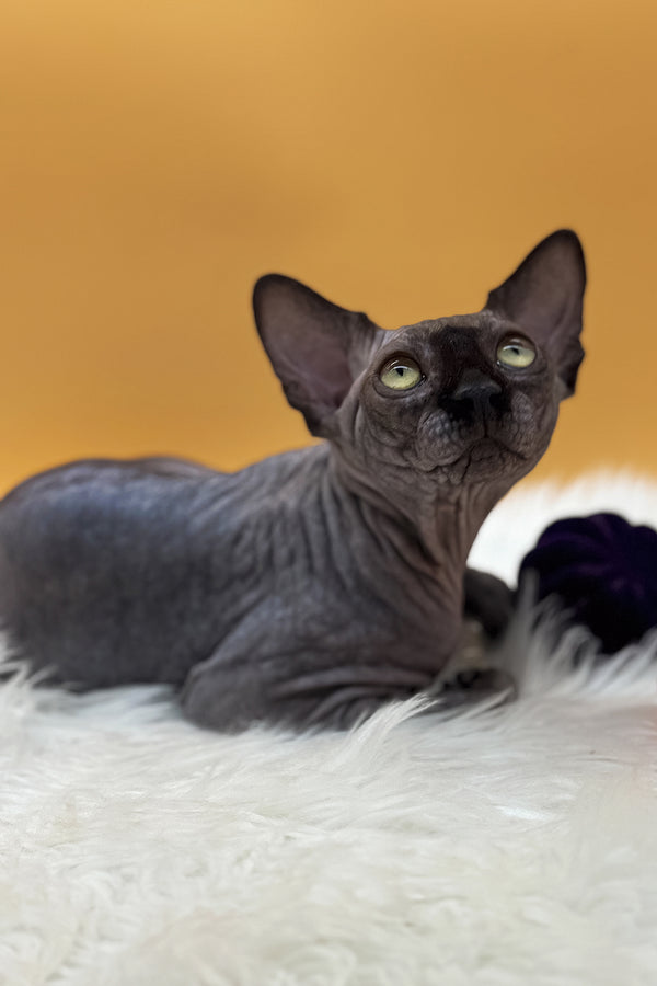 Nicholas | Canadian Sphynx Kitten