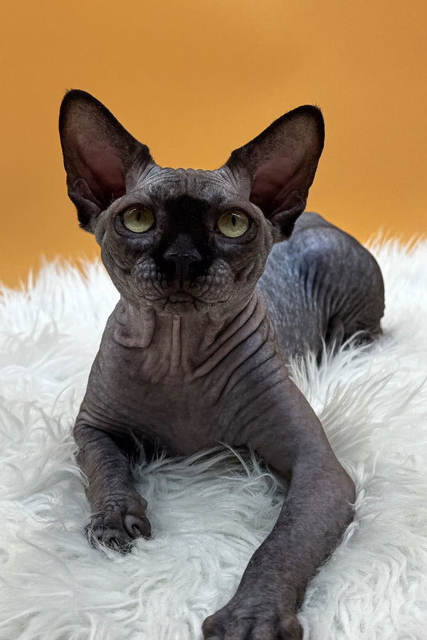 Nicholas | Canadian Sphynx Kitten