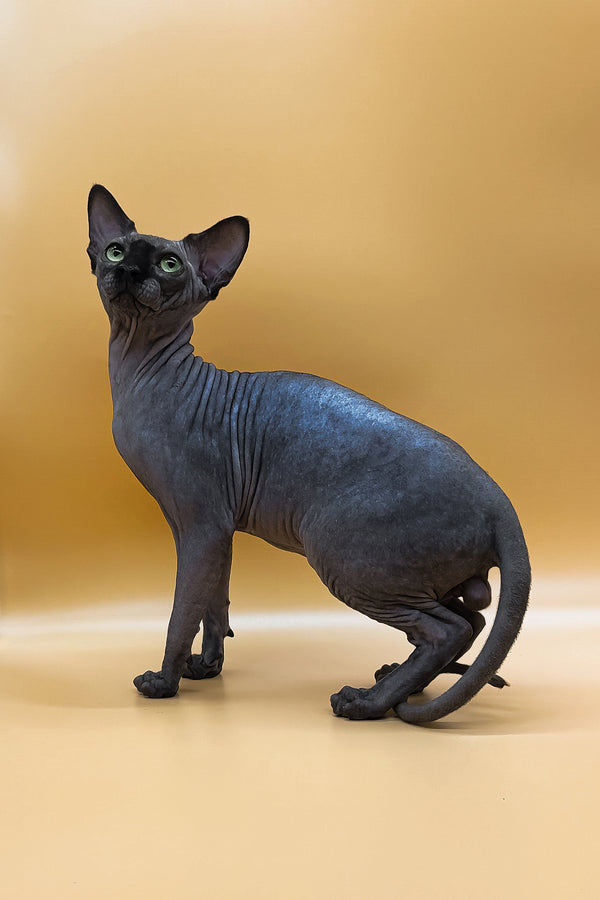 Nicholas | Canadian Sphynx Kitten