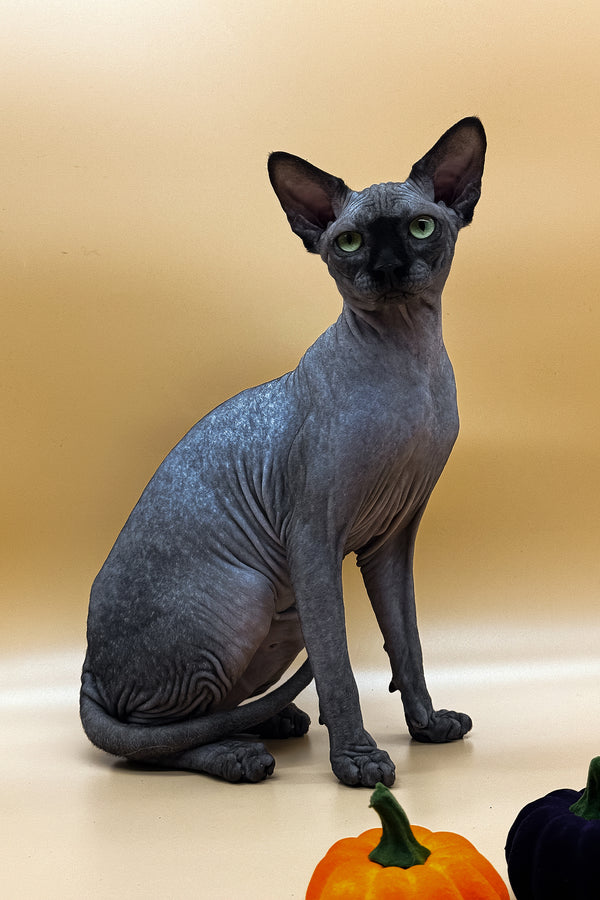 Nicholas | Canadian Sphynx Kitten