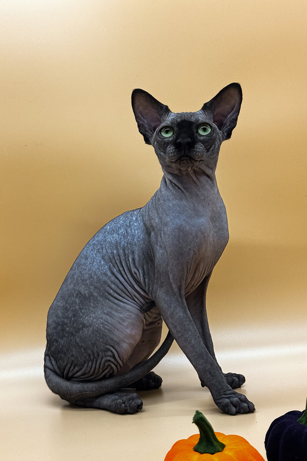 Nicholas | Canadian Sphynx Kitten