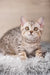 Nick | Scottish Straight Kitten