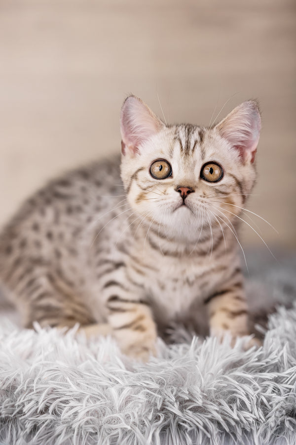 A fluffy silver spotted tabby scottish straight kitten with golden eyes sits on a soft white blanket