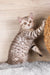 Nick | Scottish Straight Kitten