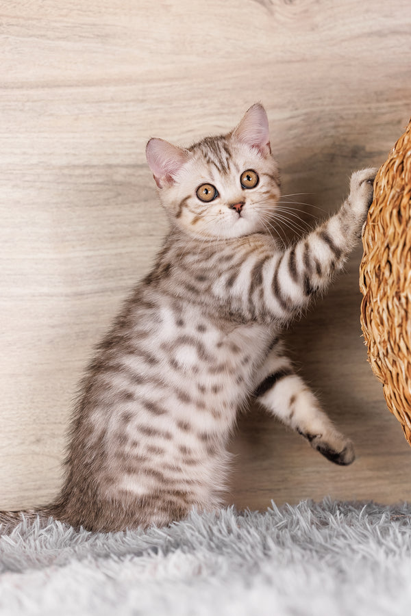 Nick the Scottish straight kitten is a fluffy silver spotted tabby with golden eyes pawing at a black silver spotted wicker basket