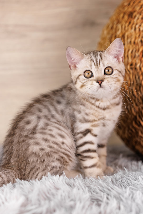 Nick | Scottish Straight Kitten