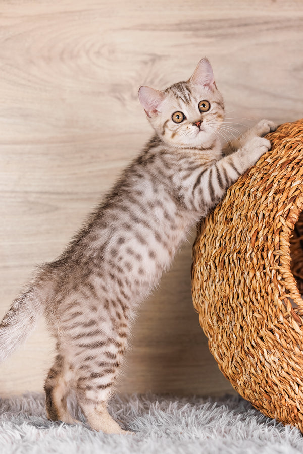 A fluffy silver spotted tabby scottish straight kitten with golden eyes standing beside a wicker cat bed