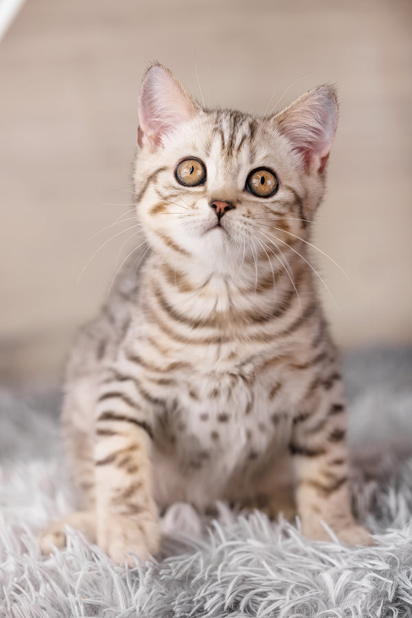 A charming scottish straight kitten with a soft silver spotted tabby coat and striking golden eyes on a white rug