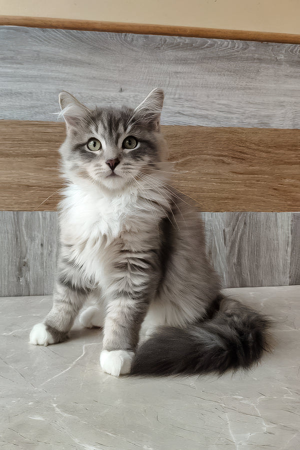 Nick | Siberian Kitten
