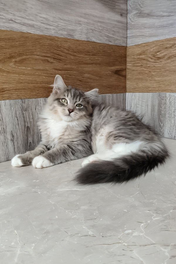 Nick | Siberian Kitten