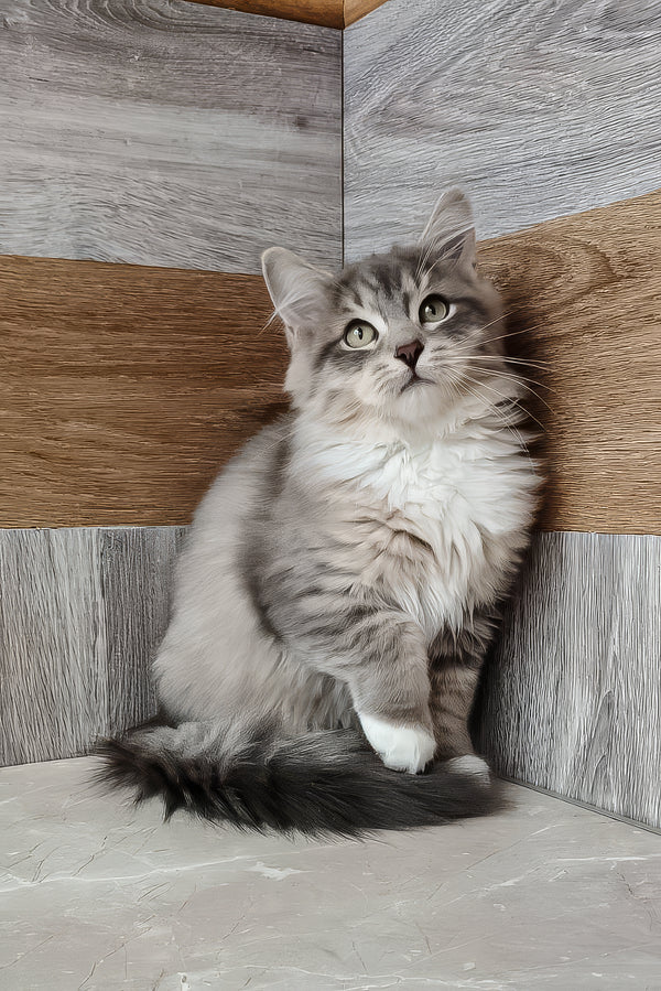 Nick | Siberian Kitten